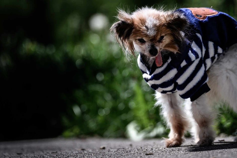 "World's oldest dog" has died aged 30: "You were our little grandpa baby"
