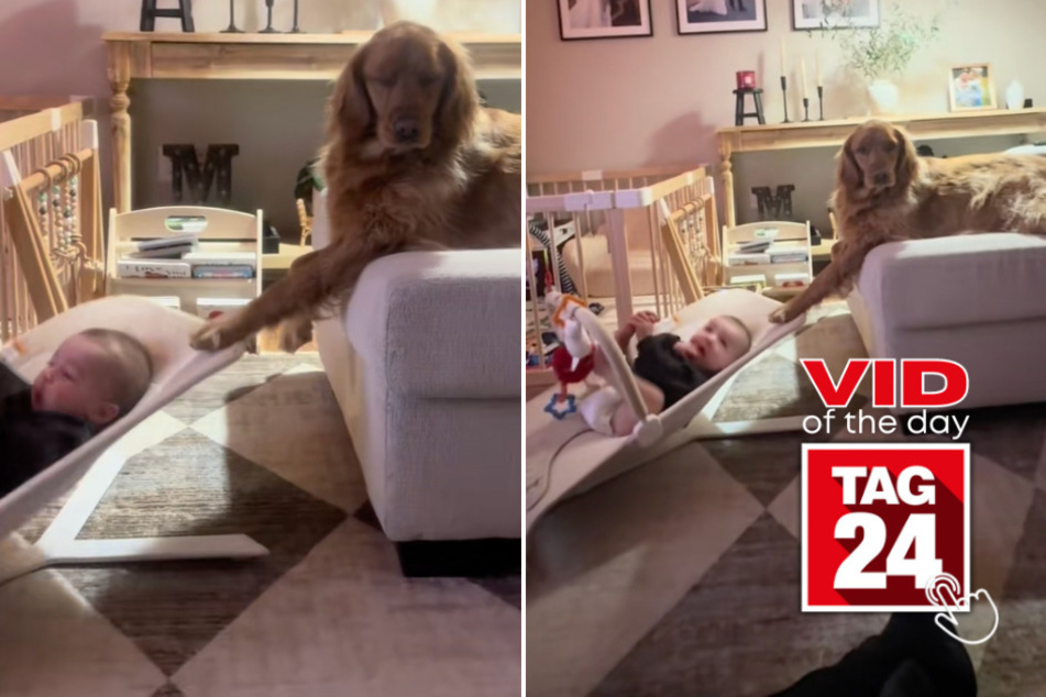 Viral Video of the Day for January 12, 2026: This dog's babysitting skills are cracking up TikTok!