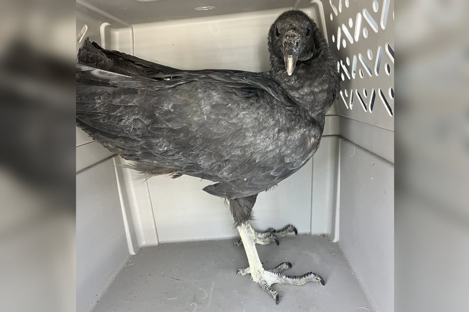 This drunk bird had to head to the rehabilitation center to sober up.