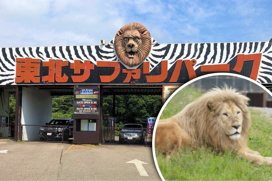 Zookeeper killed in tragic lion attack