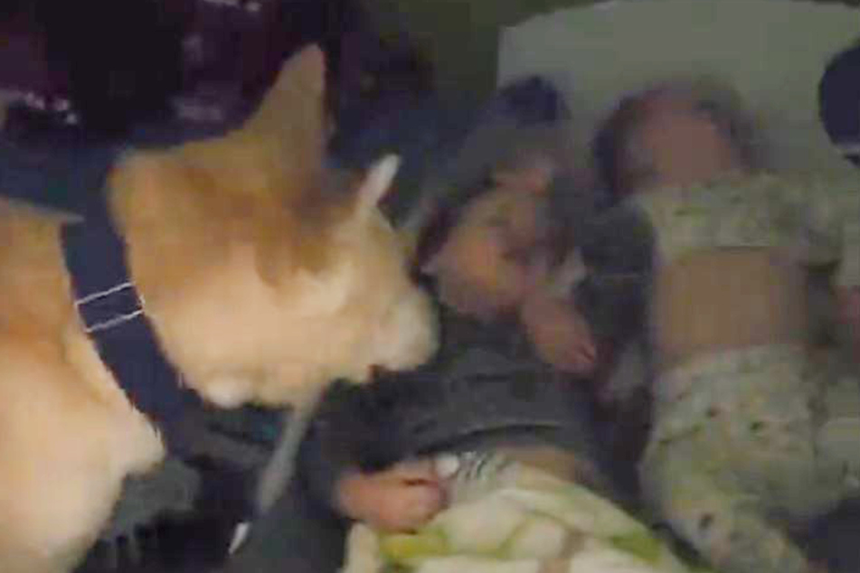 This dog has to give the kids goodnight kisses every day!