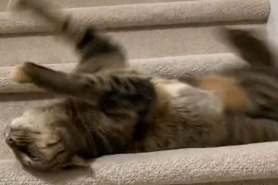 This animal's way of descending the stairs is reminiscent of a slinky.