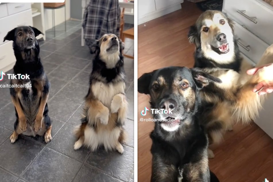 Rollo (l.) and Sadie have known each other since 2020, when their owners happened to move into the same house.