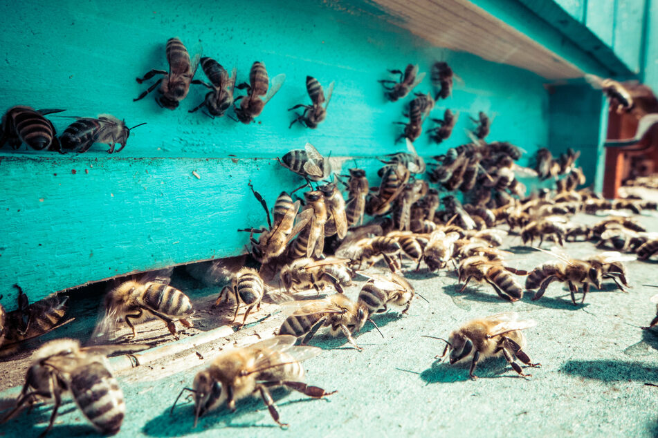 Killer bees attack three people and kill one in Arizona