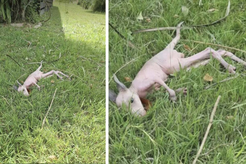 Baby kangaroo saved after being discovered by construction workers