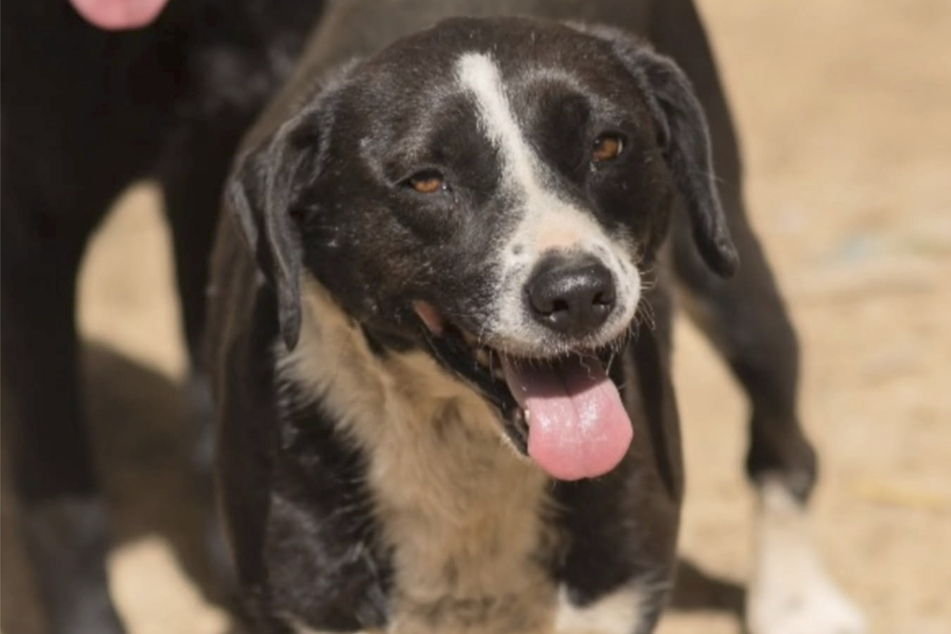 Frida has been waiting for a loving owner for some time.