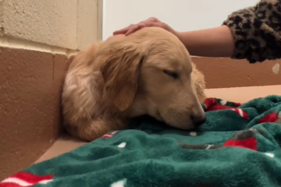 Julie Saraceno helps the terrified puppy to fall asleep.