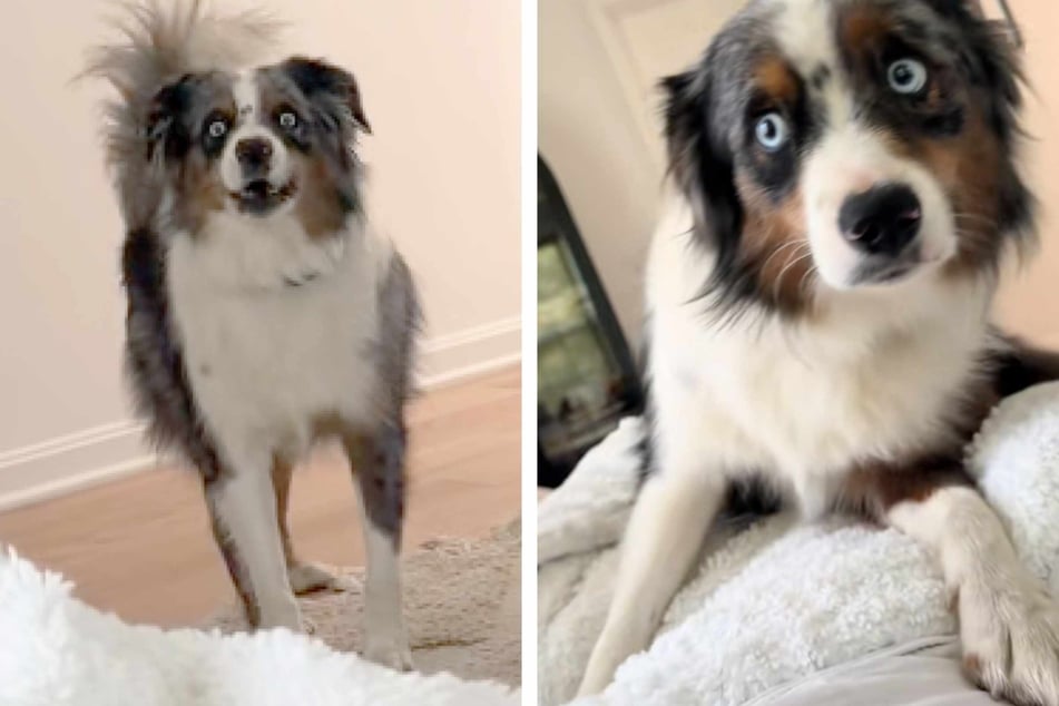 Dog has hilarious freakout after owner gets a makeover: "WHAT DID YOU DO WITH MY DAD?!?!?!"