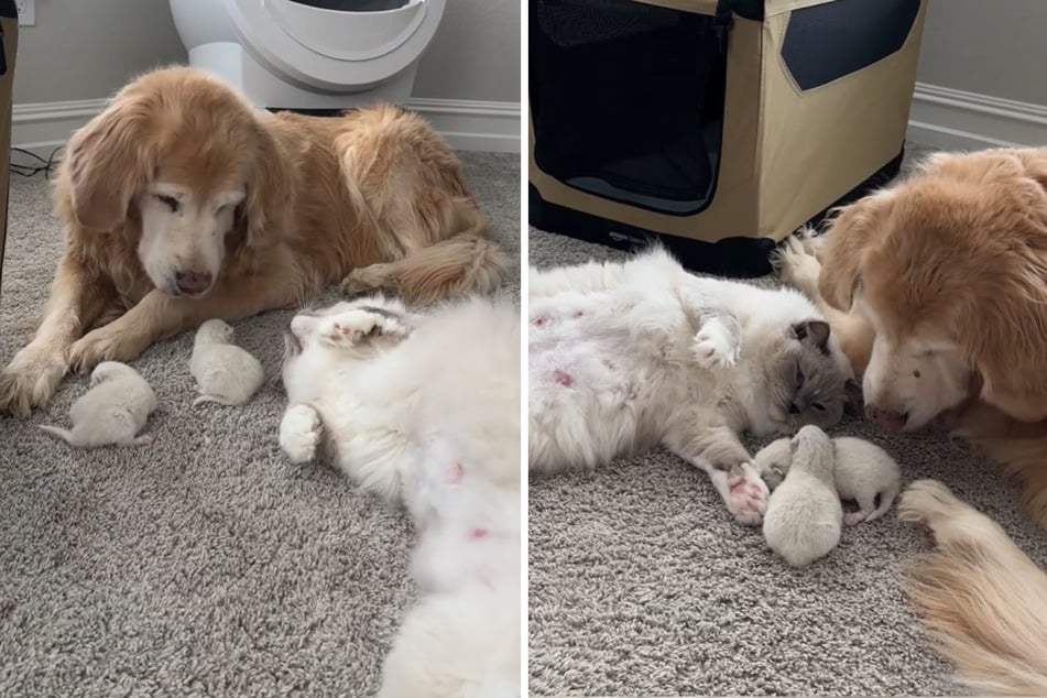 The cat rolled around proudly in front of the golden retriever, showing off her cute fur babies.