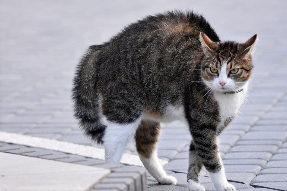 Why does your cat arch its back and what does it mean?