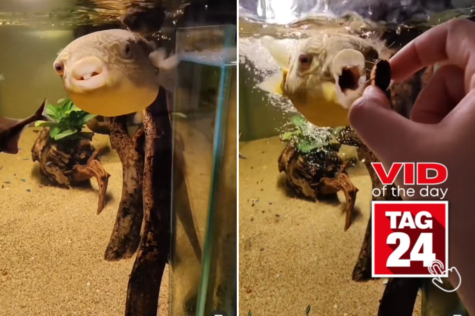 Viral Video of the Day for April 20, 2023: Barry the pufferfish loves snacks!