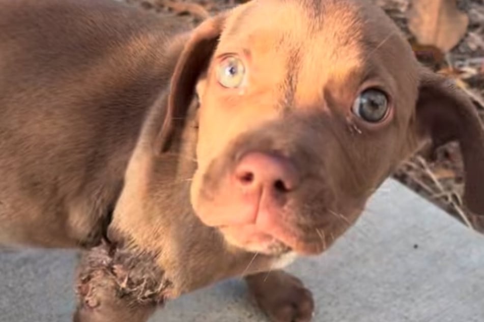 A little dog now called Teddy has a long road of healing ahead.