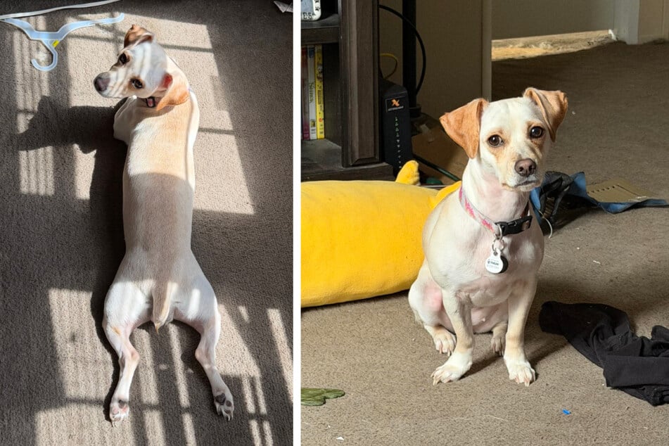 Owner takes dog to the vet – and pays hundreds of dollars for nothing!