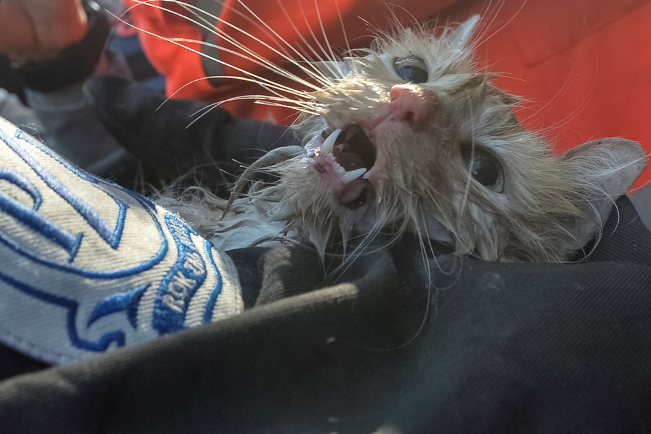 Kitten gets pulled from Kyiv drone attack rubble and captivates millions