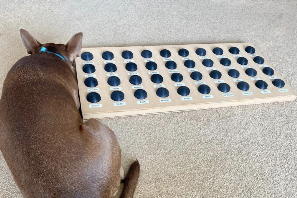 Look who's talking! Dog communicates with his owners through amazing device