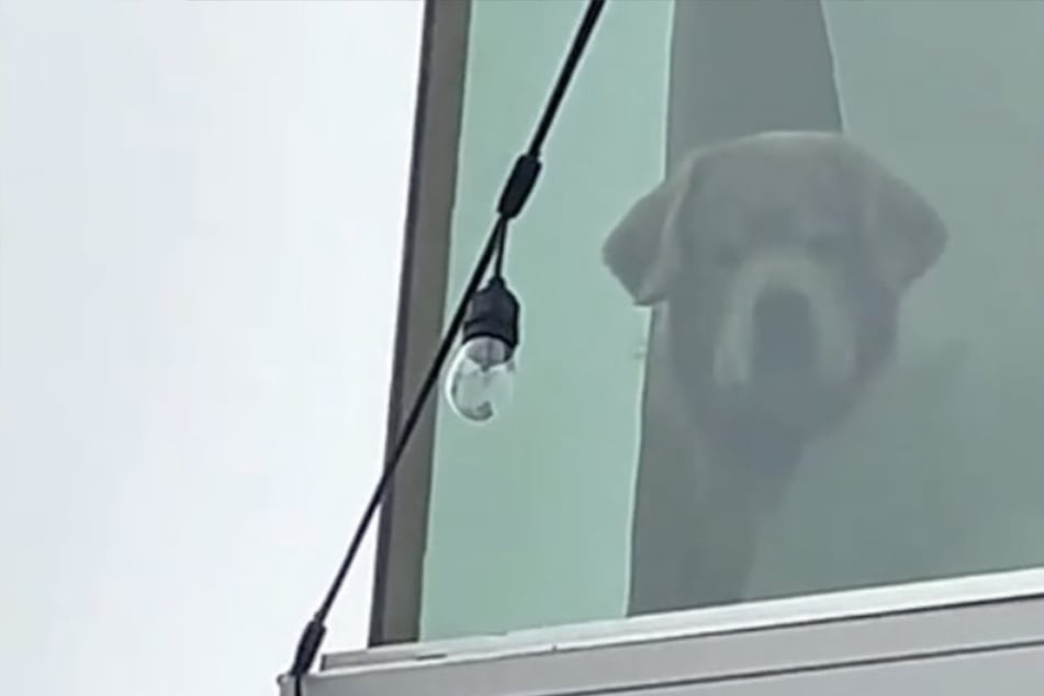 Rude! Shocked dog catches his owners playing in the pool without him!