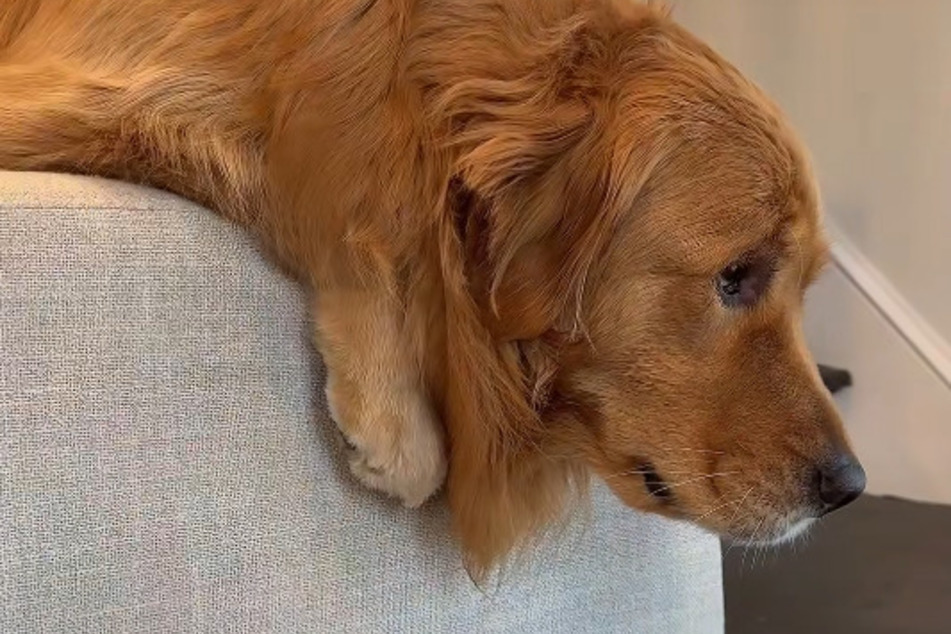 As if all that wasn't bad enough: when Julia returned home a little later after the gym, she actually dared to take a shower instead of cuddling up to her fur baby.
