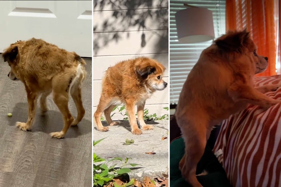 Dog with "Jimothy" syndrome goes viral: Who is "Tilly the friendly loaf"?