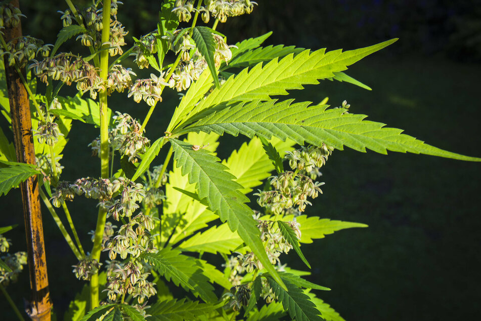 Officials said illegal marijuana crops are contributing to negative effects on the environment and stolen water.