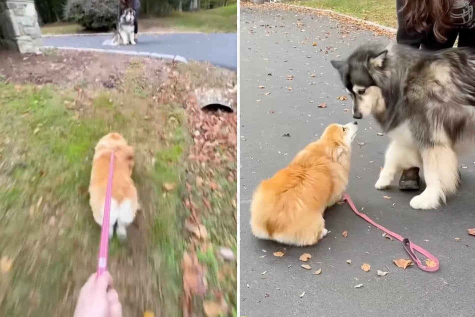 Corgi dog Fiona sprints towards her best pup friend Kili.