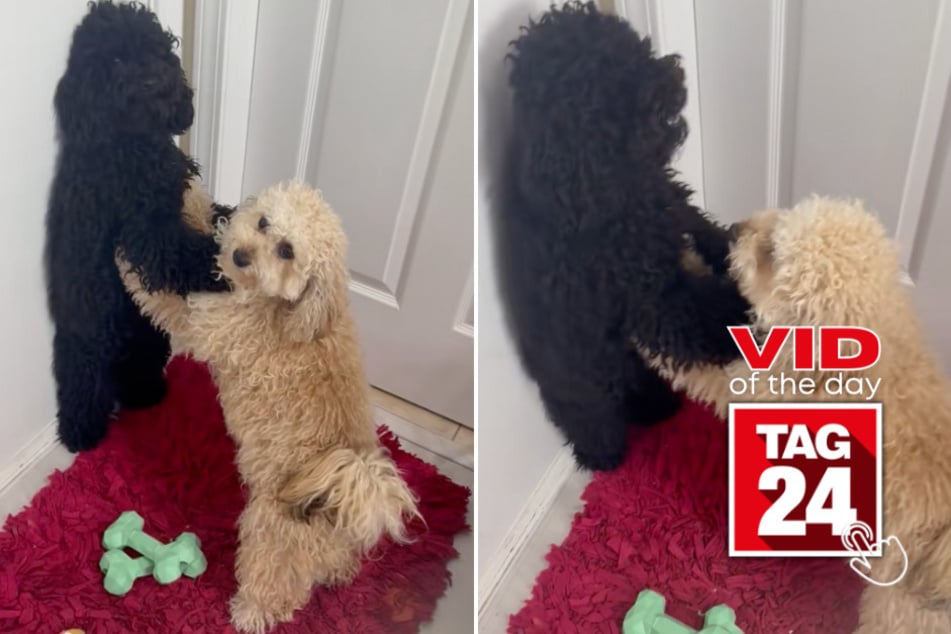 Viral Video of the Day for July 8, 2025: Doggy drama unfolds in hilarious home brawl!