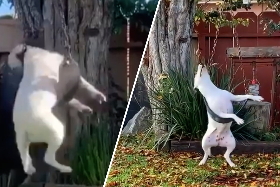 This dog makes everyone's day with her hilarious hobby!