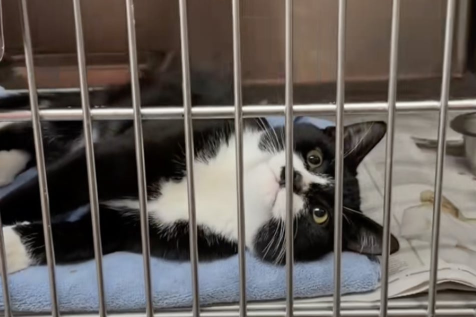 Mozart the cat was rescued from the shelter by Grace.
