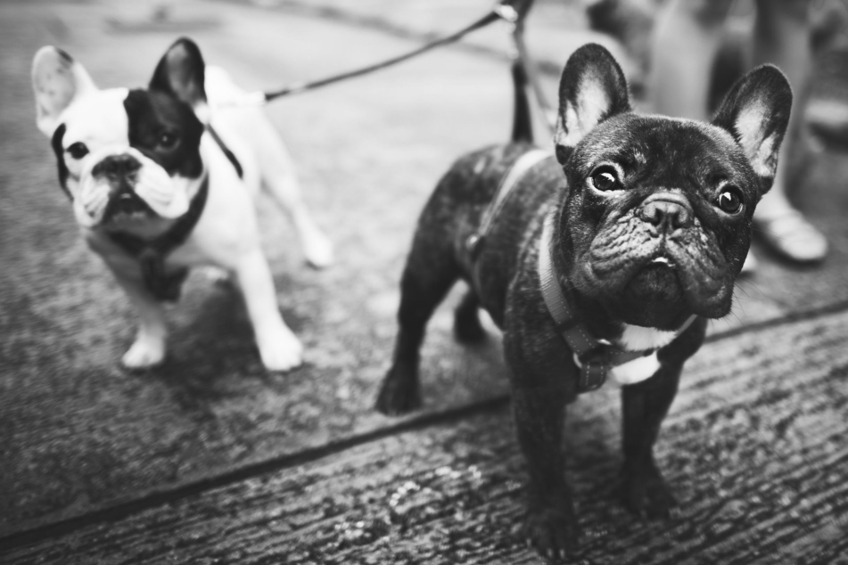 Man has three of his bulldogs stolen in home burglary