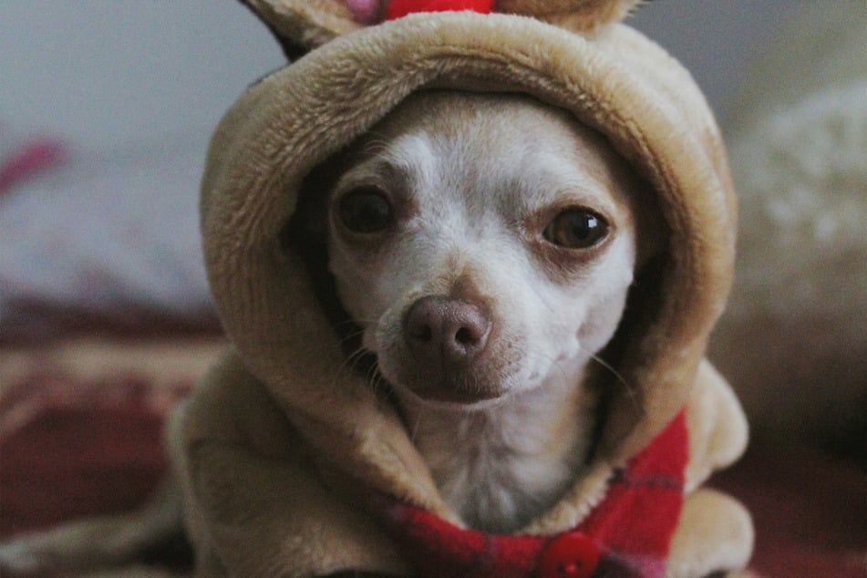 There are few dogs smaller and as cute as the humble chihuahua.