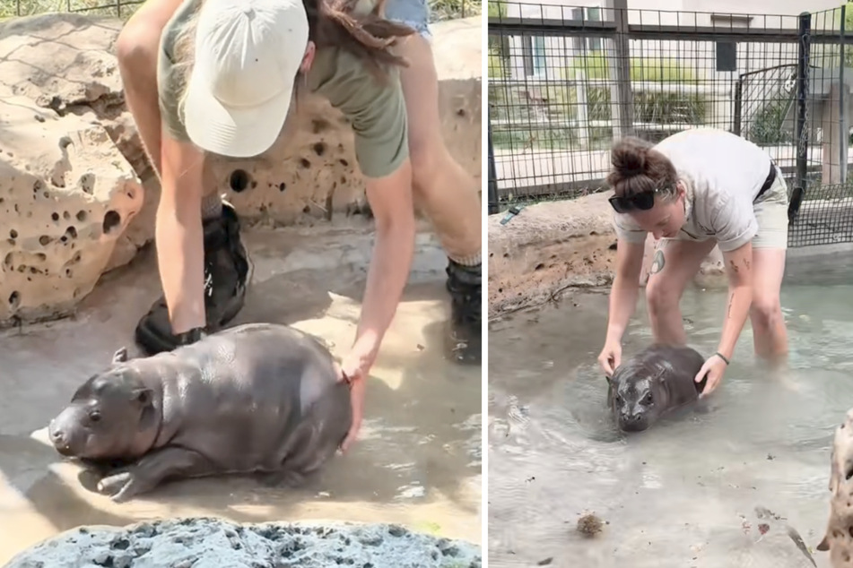 Stubborn baby hippo becomes a hilarious nightmare for zookeepers!
