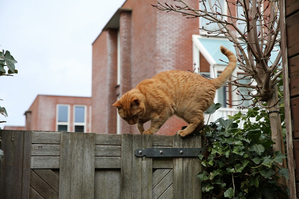 Make sure that your outside area is relatively safe, wherever possible.