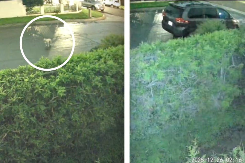 Shocking dog dump infuriates rescuer: "Abandoned in the middle of the road"