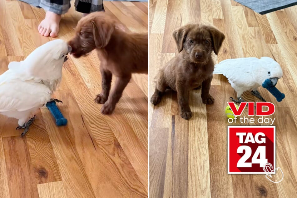 Viral Video of the Day for September 4, 2025: Cockatoo plays fetch with puppy in sweet TikTok