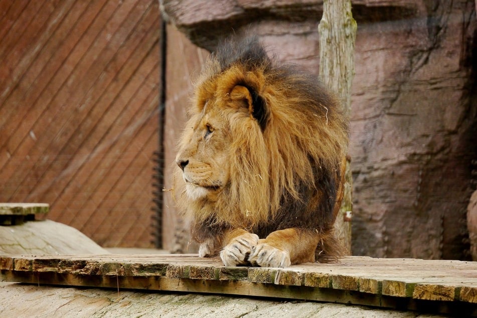 A lion killed a child in a zoo in the Gaza Strip (stock image).