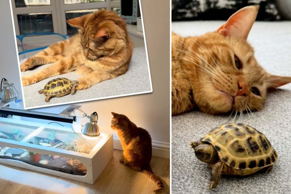A very special animal friendship between Woody the orange cat and a tiny turtle named Juno is currently enchanting the internet.
