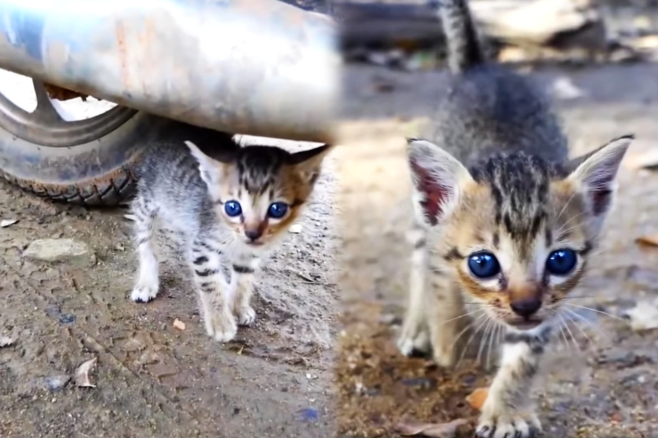 The little cat with the beautiful blue eyes got the help she desperately needed (collage).