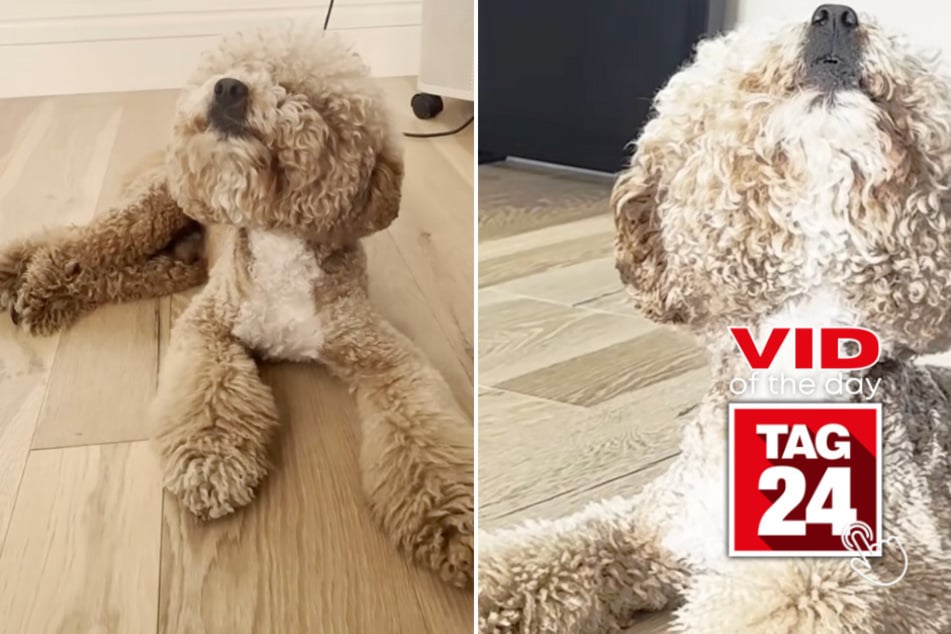 Viral Video of the Day for July 7, 2025: Golden doodle steals the show with operatic duet!