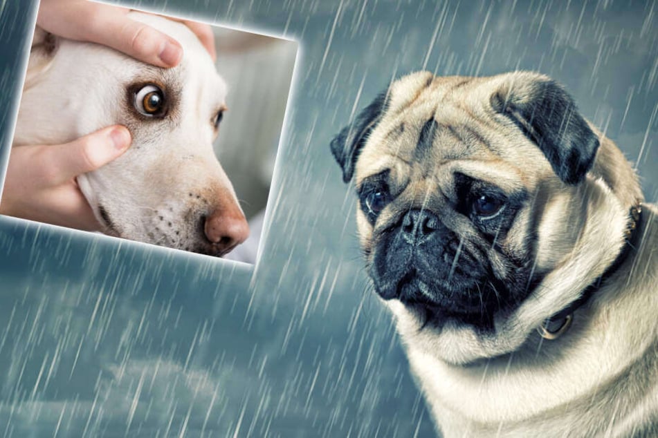 Do dogs cry?