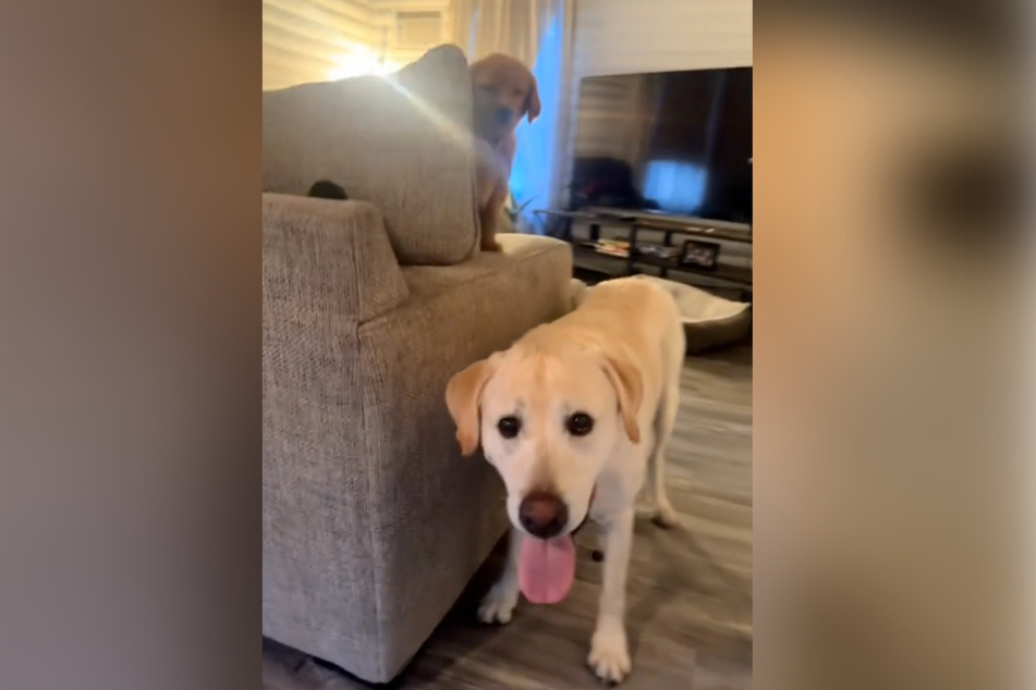 McCoy and Patrick have become best buddies!