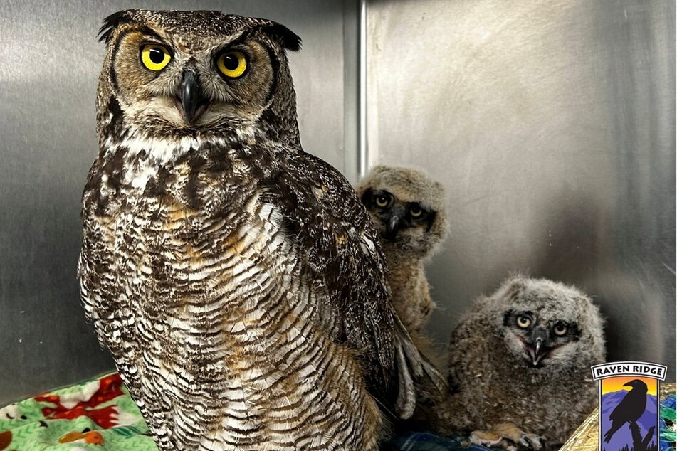 The first chick was not entirely enthusiastic about its new "sibling."