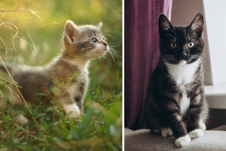 Snowshoe cats: Why do some cats have white paws?