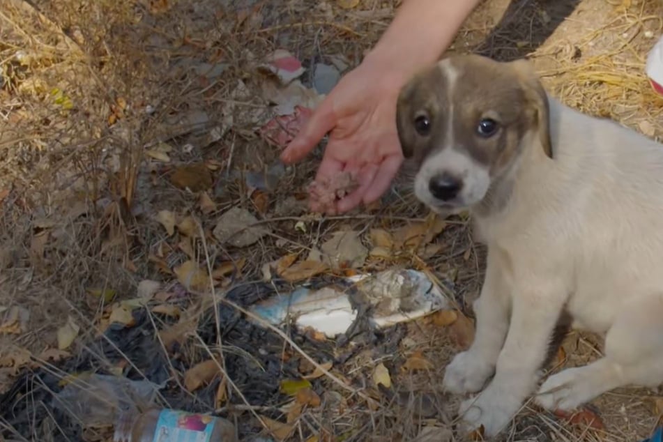 Puppy dumped in a landfill like trash rescued just in time