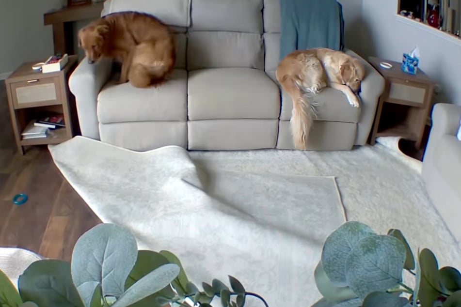 While Berkley the dog (r.) buries her head in the couch, Finn (l.) joins her after finally giving up.