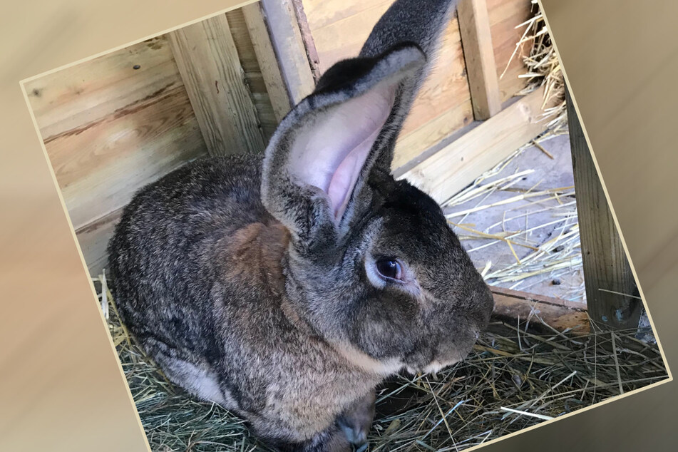 Bunny-napped! British police on the prowl after "world's longest rabbit" disappears
