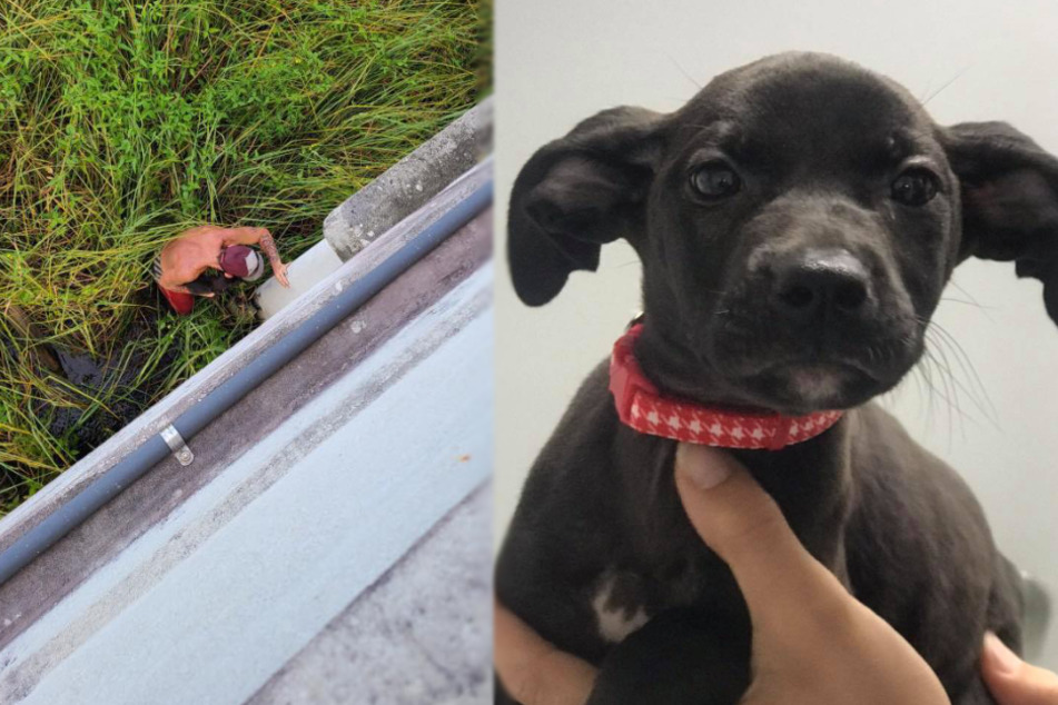 Man throws a puppy off a bridge, but no one could have predicted what happened next