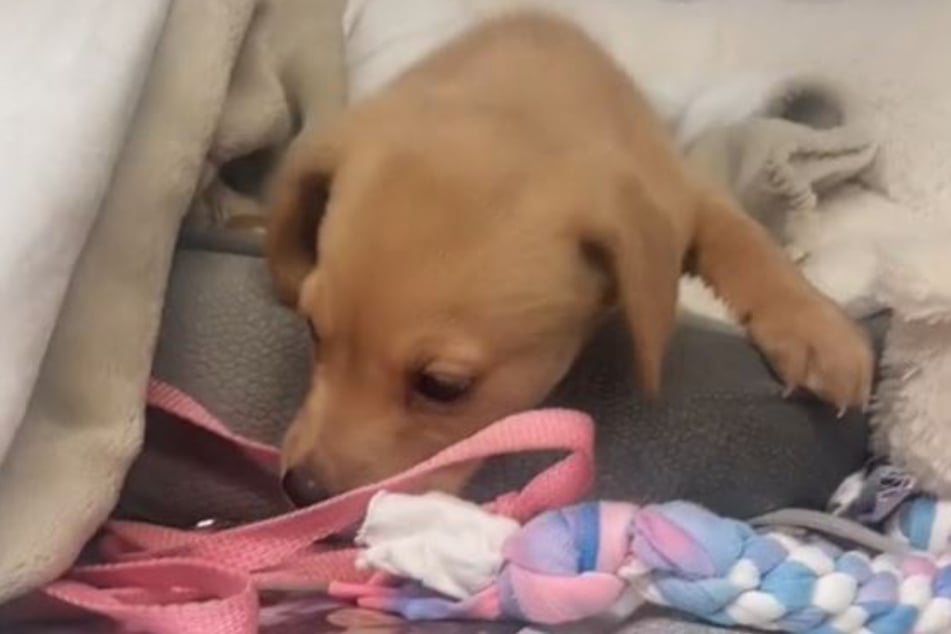 Winnie, who is only one month old, must now wait to find their fur-ever home at the shelter.