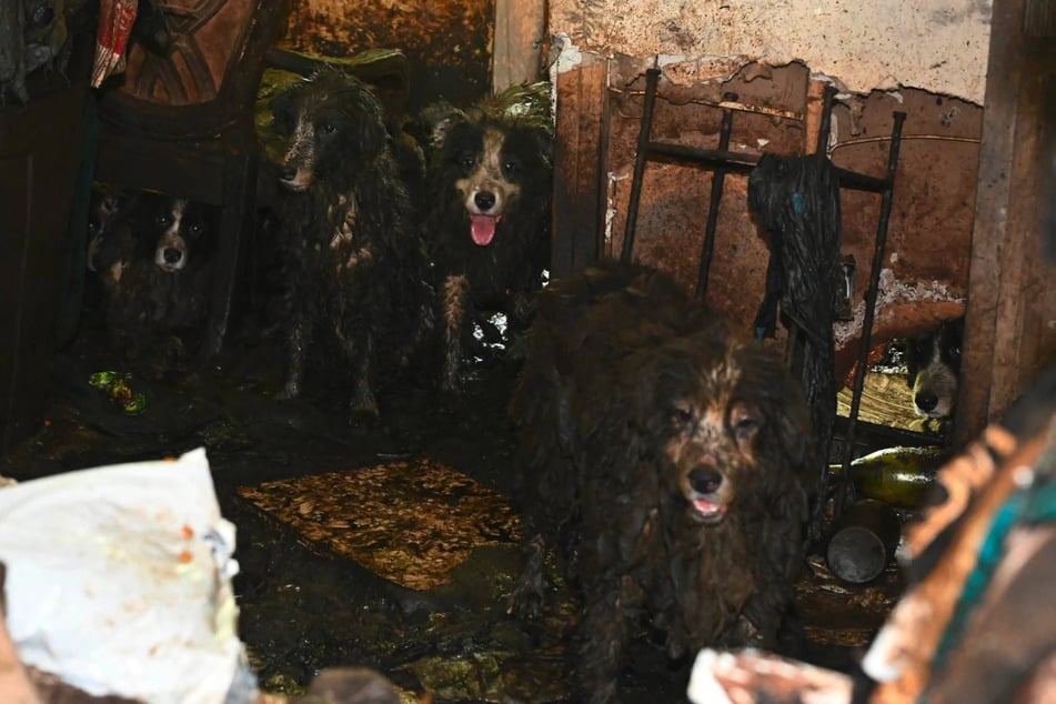 These dogs were found in deplorable conditions.