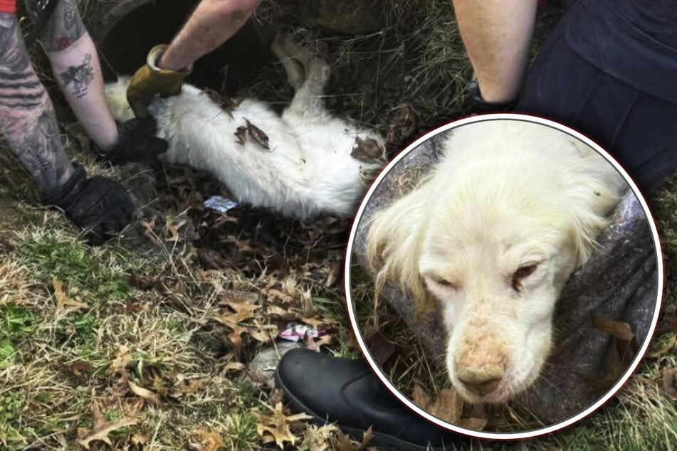 Missing dog found trapped in a sewer – how did he get there?