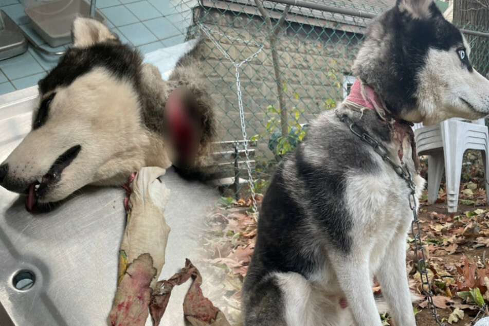 Cruel owners tie their husky to a fence and move out of state
