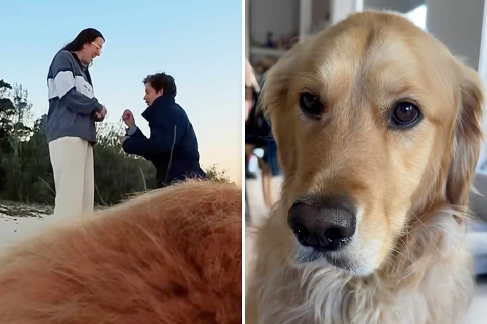 Dog "cameraman" films his owners' marriage proposal, and the results are astounding!
